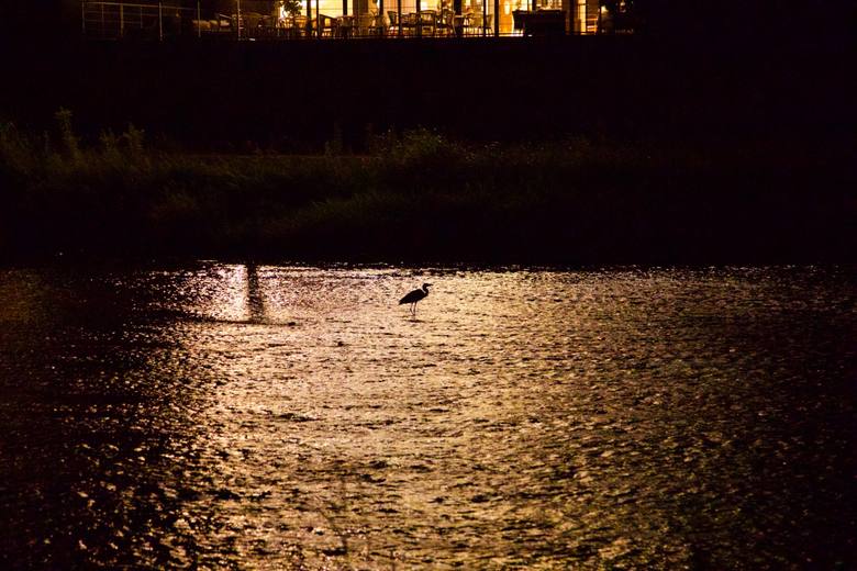 Heron at night